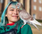 Pigeon Wars in Norwich: Hawk Patrols, Contraceptives, and 'Flying Puppies'