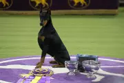 Priceless Penny Triumphs at Westminster Dog Show, Crowned Best in Show