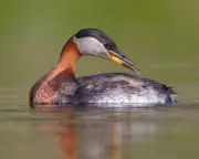Rare Red-Necked Grebe Spotted at Cheddar Reservoir in Somerset