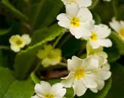 Rediscovering the Primrose: From Boring to Beautiful in the Garden