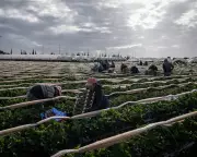 Spain's Historic Amnesty: 500,000 Undocumented Migrants to Gain Legal Status