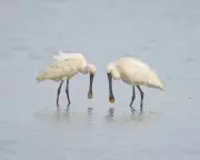 Spoonbills Thrive in Wetland Walks: A Country Diary Revelation