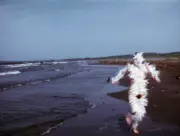 Tate Modern to Host Largest UK Exhibition of Ana Mendieta's Work in 2026