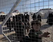 The Uncertain Fate of Syria's Former IS Camps and Their Residents