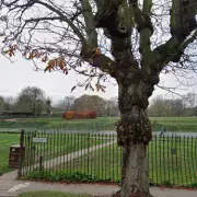 Toddler Hospitalised After Dog Attack in Romford Park