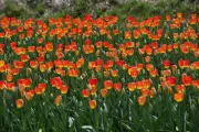 Tulip Mania: Unravelling the Myth of History's First Financial Bubble