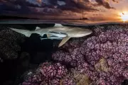 Underwater Photographer of the Year 2026 Reveals Stunning Ocean Images