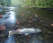 US Judge to Rule on Tyre Chemical's Role in Endangered Salmon Deaths