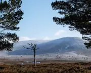 Wealthy Exploit Loophole to Hide £300m in Scottish Land Sales