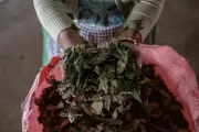 WHO Upholds Global Ban on Coca Leaf Despite Andean Cultural Significance