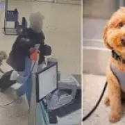 Woman Arrested After Allegedly Abandoning Puppy at Las Vegas Airport