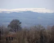 Young Naturalist Chronicles Beloved Walk to Treasured Tree in Country Diary
