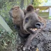 Zoo Euthanizes Inseparable Tapir and Capybara on Same Day to Prevent Loneliness