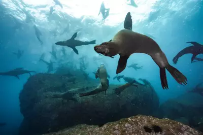 Chile Expands Marine Protection After Seal Colony Discovery Sparks Conservation