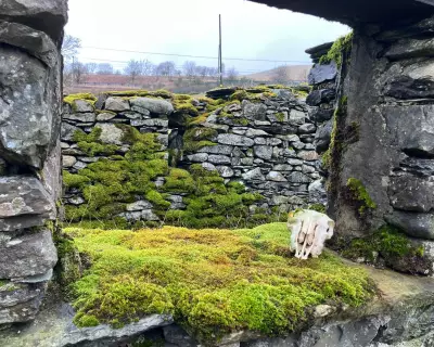 Country Diary: A Long-Term Perspective on Farmland and Fells