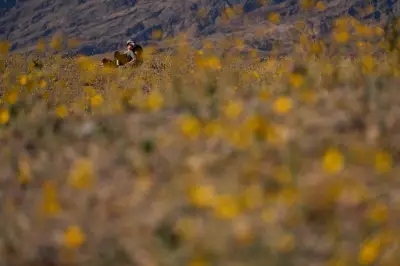 Death Valley's Rare Superbloom Returns After Decade-Long Wait