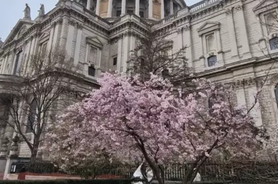Discover Central London's Stunning Cherry Blossoms This Spring Season