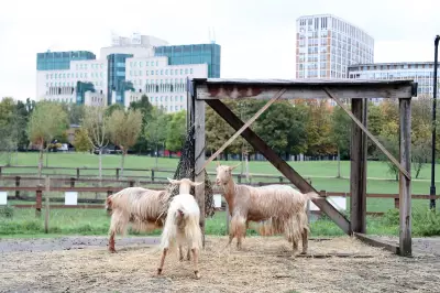 Discover London's 9 Urban Farms: Meet Goats, Alpacas & More in the City