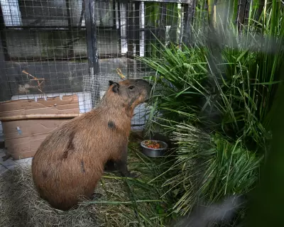 Eight Arrested for Brutal Attack on Capybara in Rio de Janeiro
