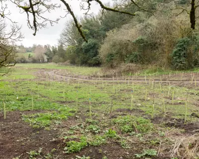 Frome's 'Bitey Horse Field' Transformed into Community Woodland