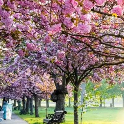 Greenwich Park Crowned London's Premier Cherry Blossom Destination