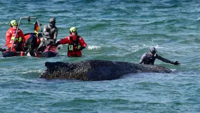 Humpback Whale Rescued After Days Stranded on German Baltic Coast