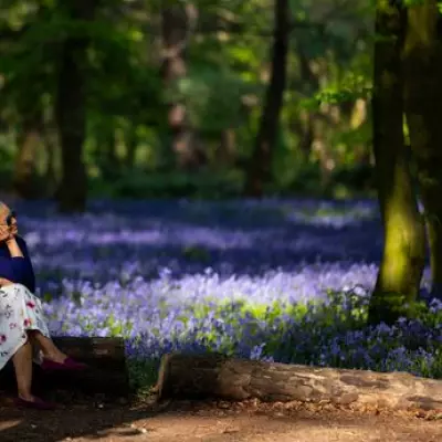 London's Bluebell Season: Wanstead Park's Floral Display Arrives Soon