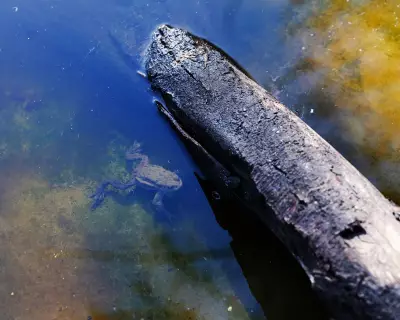 London's Dose of Nature Outperforms NHS Therapies with Green Prescriptions