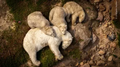 Lynx Hunting Rodent Wins Wildlife Photographer People's Choice Award