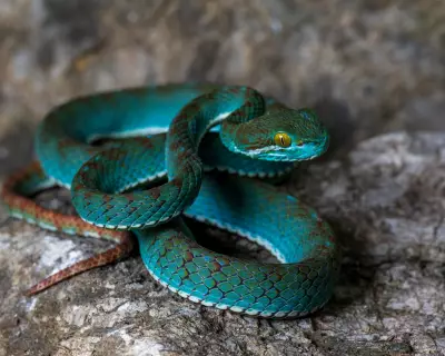 New Species Discovered in Cambodia's Limestone Caves: A Biodiversity Breakthrough