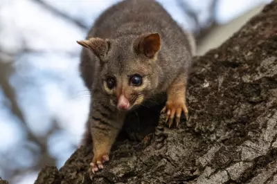 New Zealander's Passionate Dislike for Possums Sparks Cultural Debate