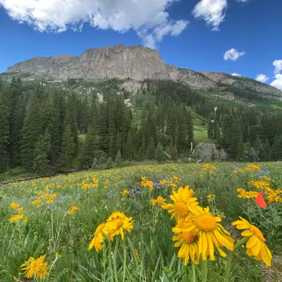 Rocky Mountain Meadows Turn to Sagebrush as Climate Heats Up, Study Reveals
