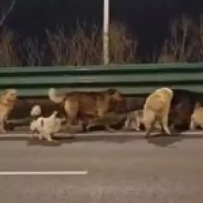 Seven Dogs Escape Meat Market, Embark on 20km Journey Home in China