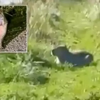 Sniffer Dogs Deployed in Search for Escaped Capybara Samba at Hampshire Zoo