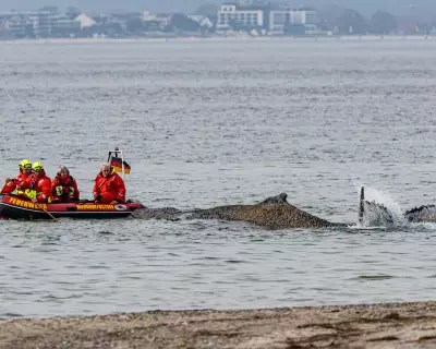 Stranded Humpback Whale Faces Death on German Baltic Coast