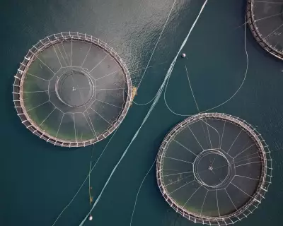 Tasmania Bans Florfenicol in Salmon Farms to Combat Antibiotic Resistance