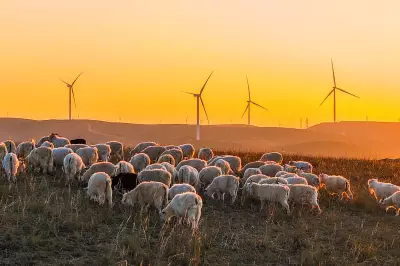 Trump's Wind Farm Claim Debunked: 20 Chinese Wind Farms in Pictures