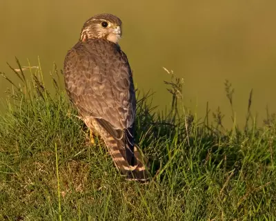 UK's Merlin Among 200 Species at Risk of Extinction in 20-Year Climate Window