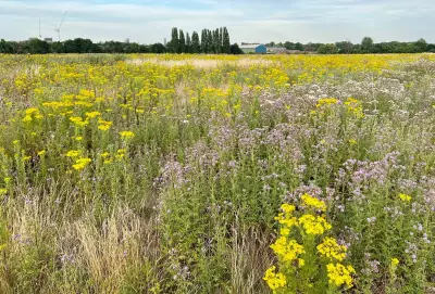 West London's Warren Farm Officially Declared as New Nature Reserve