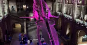 A Night at the Museum: Sleeping Under Hope the Whale in London's Natural History Museum