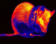 AI Reconstructs Mouse Vision from Brain Activity, Revealing Animal Perceptions