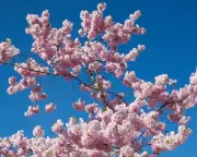 Alice Vincent's Guide to Planting Blossom Trees in Your Garden