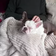 Amazon Heated Throw Review: A Life-Changing Comfort Essential