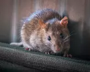 Australia Considers Restricting Rat Poisons to Protect Wildlife