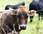 Australian Dairy Co-op Warns of Milk Price Hikes Amid Iran Conflict Fallout