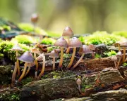 Banknotes Should Feature Flora and Fungi, Not Just Animals, Says Expert