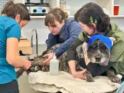 Blind New Mexico Dog Hailed as 'Bear Slayer' After Protecting Family