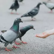 Brent Council's 'Outrageous' Bird-Feeding Signs Threaten 5 Years in Prison