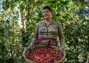 Central America's Coffee Crisis: Small Growers Struggle as Climate and Prices Collide