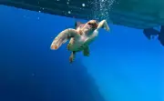 Climate Crisis Spurs Australian Scientists to Breed Loggerhead Turtles